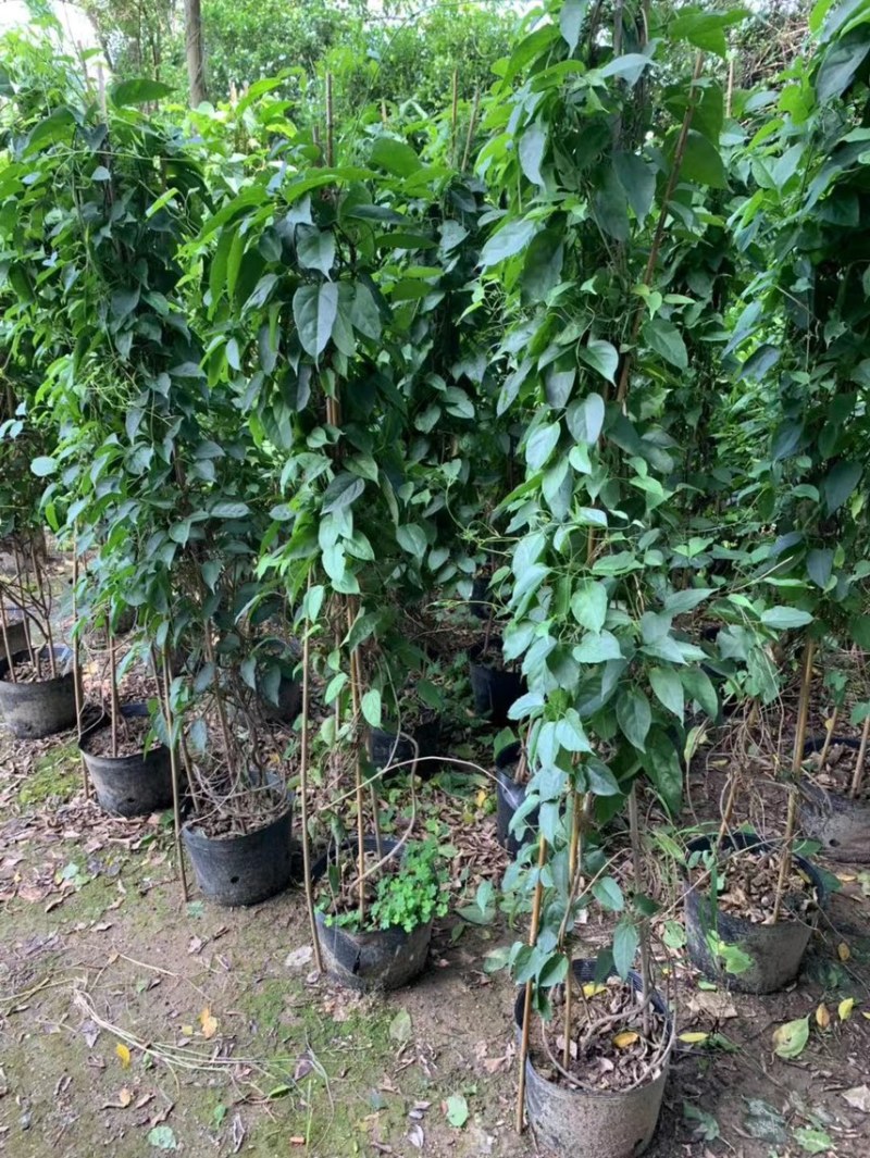 炮仗花苗爬藤植物育苗杯苗绿化工地山坡围墙风景区