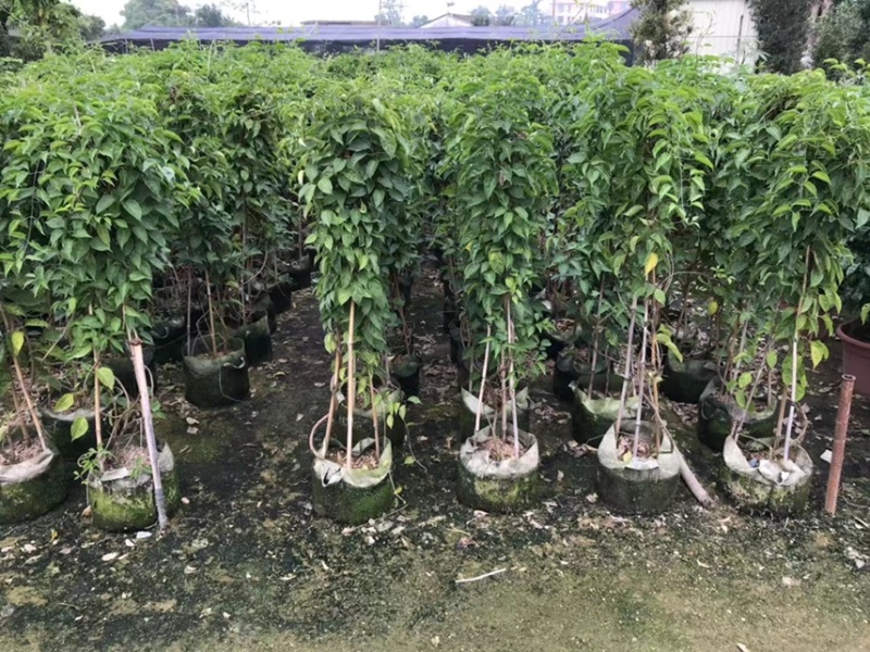 炮仗花苗爬藤植物育苗杯苗绿化工地山坡围墙风景区