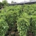 炮仗花苗爬藤植物育苗杯苗绿化工地山坡围墙风景区