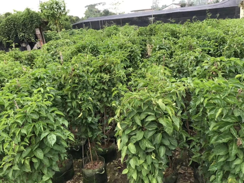 炮仗花苗爬藤植物育苗杯苗绿化工地山坡围墙风景区