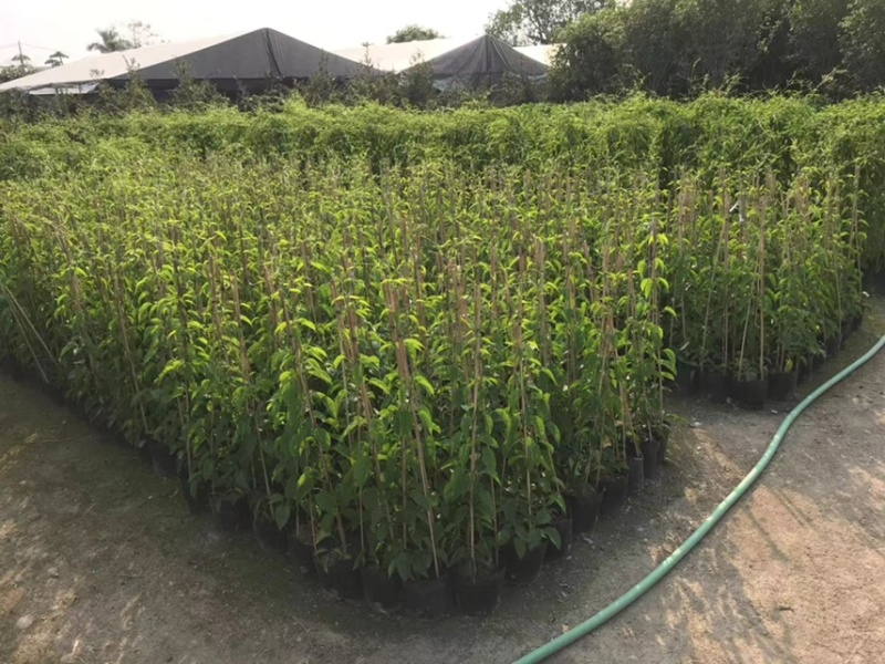 炮仗花苗爬藤植物育苗杯苗绿化工地山坡围墙风景区