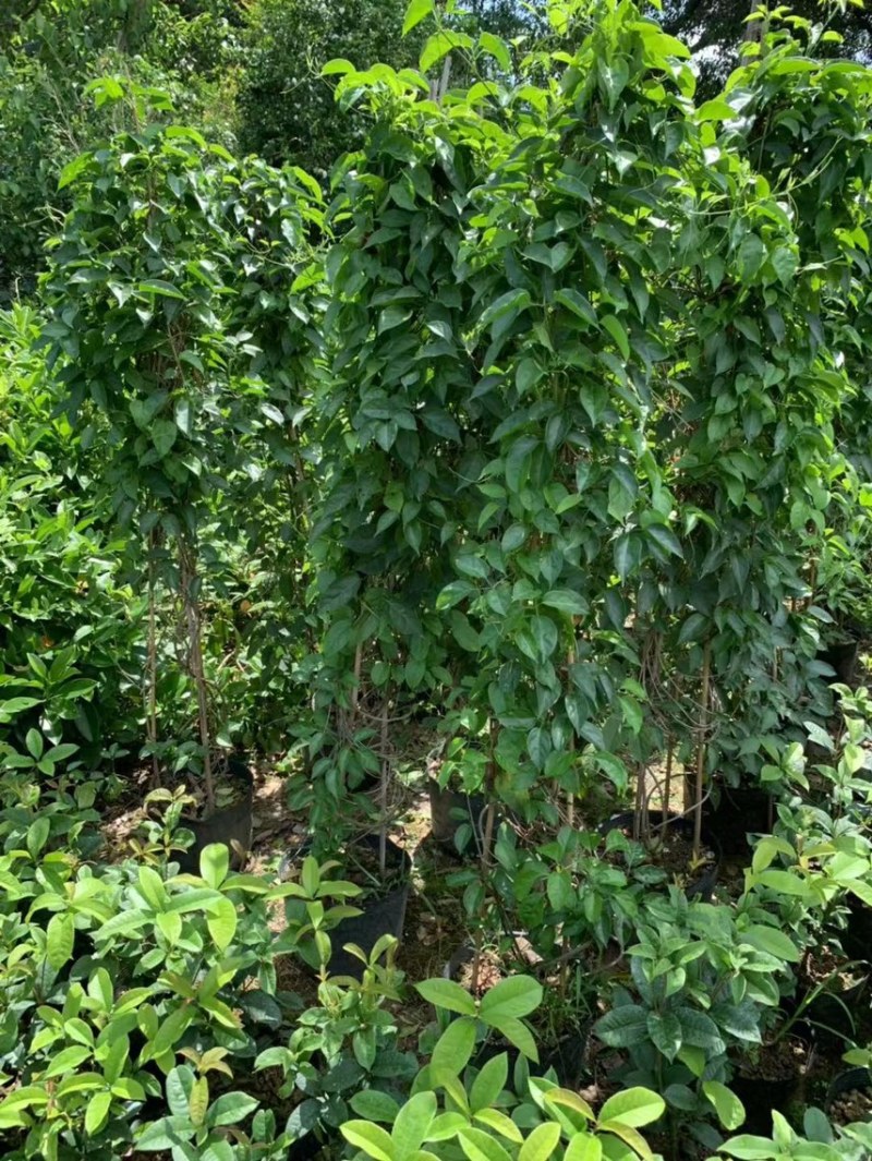 炮仗花苗爬藤植物育苗杯苗绿化工地山坡围墙风景区