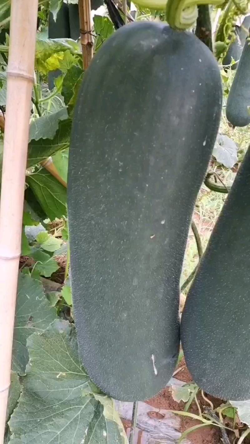 黑皮吊冬瓜，一手货货源，铁心长条，皮毛光滑，肉质紧实。