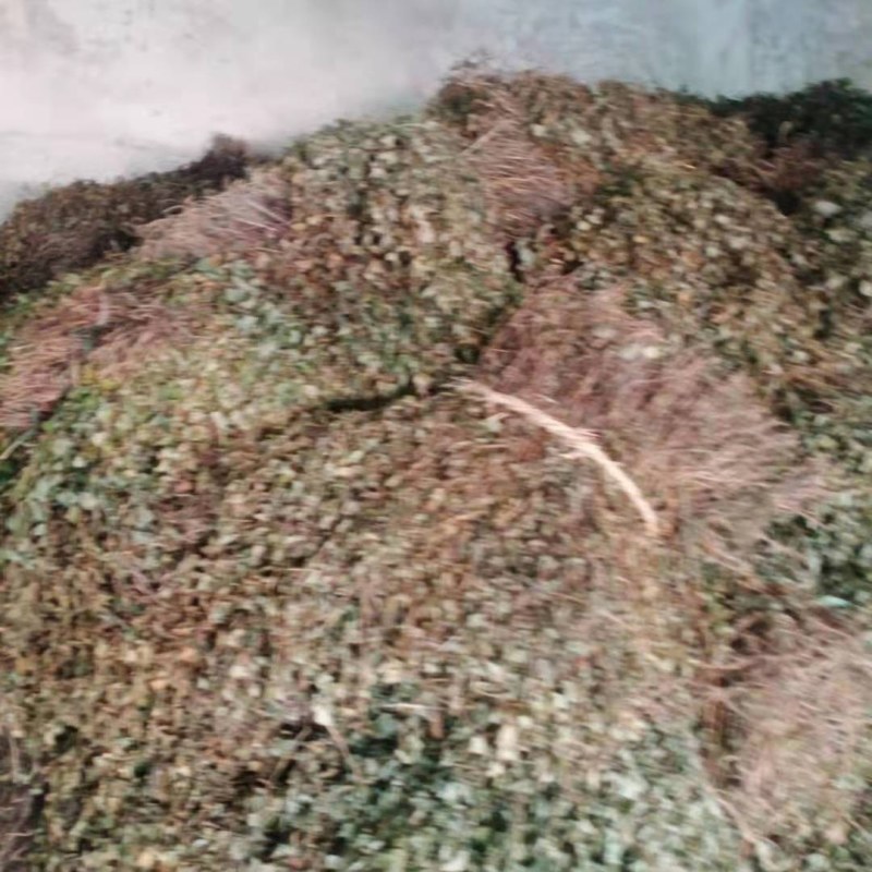 新货鱼腥草，产地直供一手货源，欢迎订购，可线上交易！