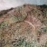 新货鱼腥草，产地直供一手货源，欢迎订购，可线上交易！