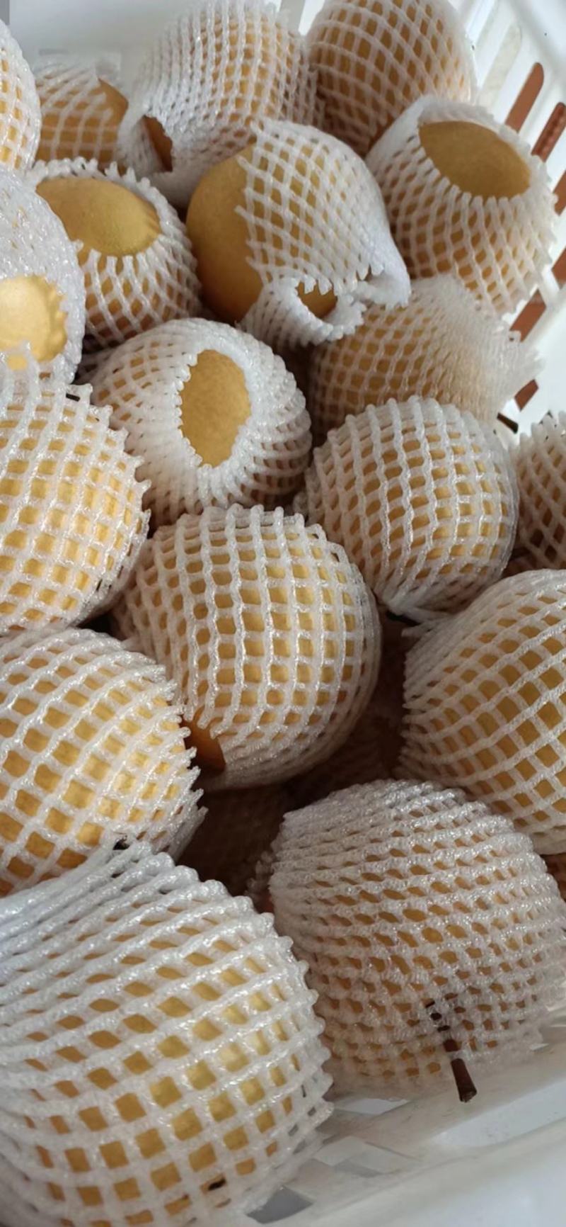 圆黄梨大量出售！诚信第一，想合作的伙伴联系我呦！