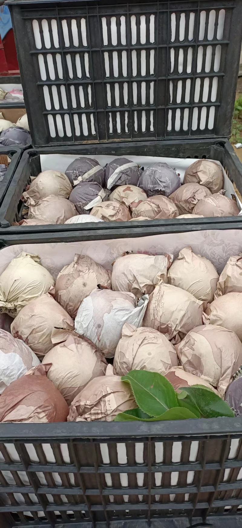 圆黄梨大量出售！诚信第一，想合作的伙伴联系我呦！