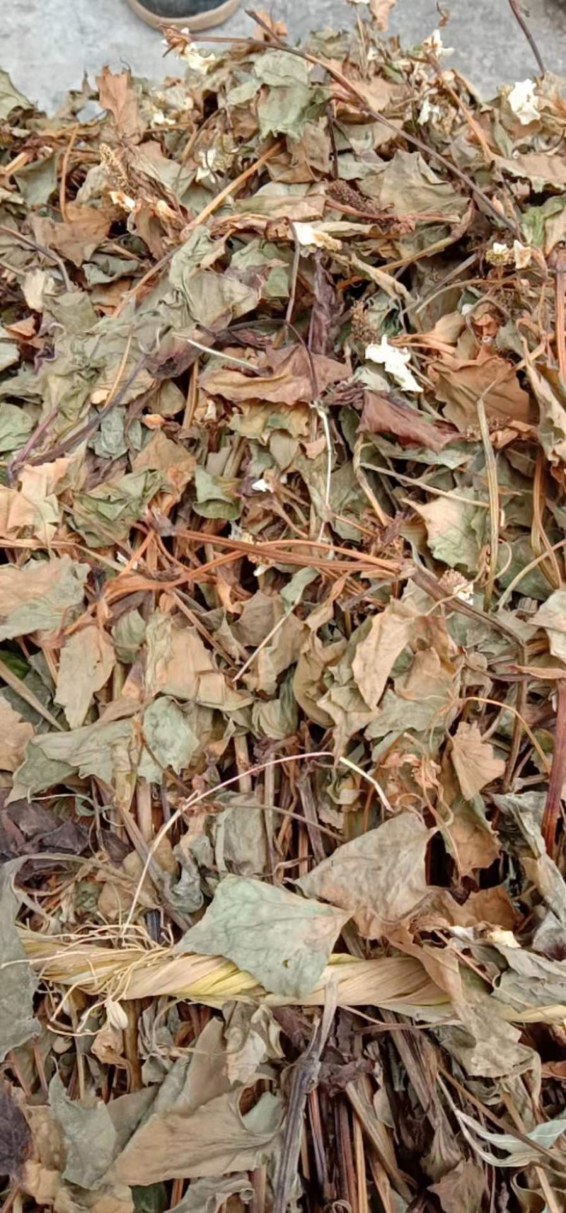 新货鱼腥草，产地直供一手货源，欢迎订购，可线上交易！