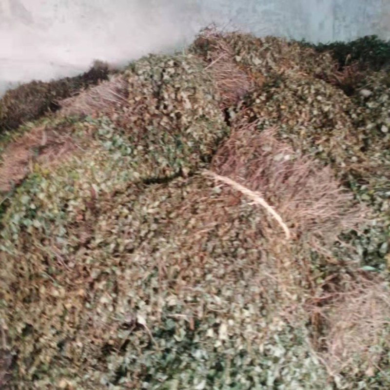 新货鱼腥草，产地直供一手货源，欢迎订购，可线上交易！