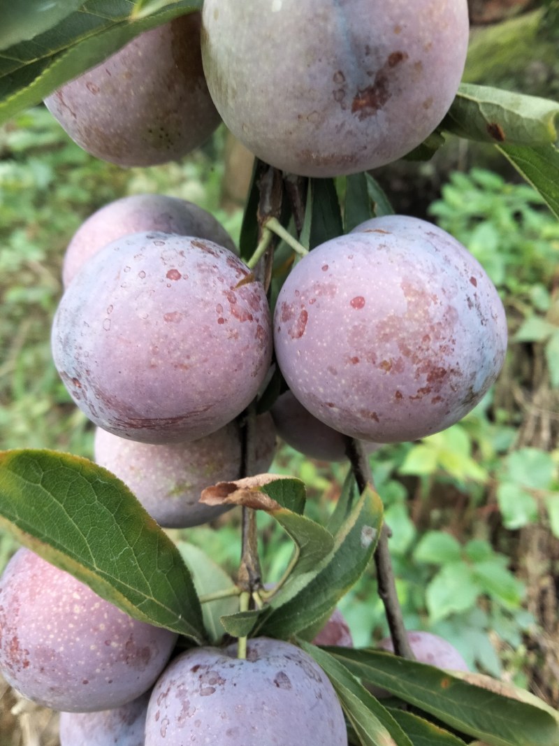高山脆红李子大量上市，口感脆甜，上千亩基地支持全国发货