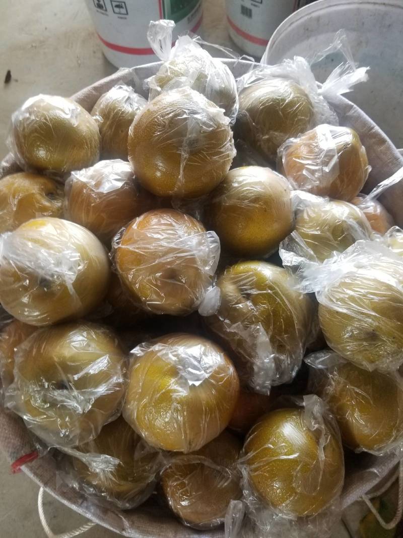 黄瓜山优质黄花梨已经成熟，欢迎前来选购！