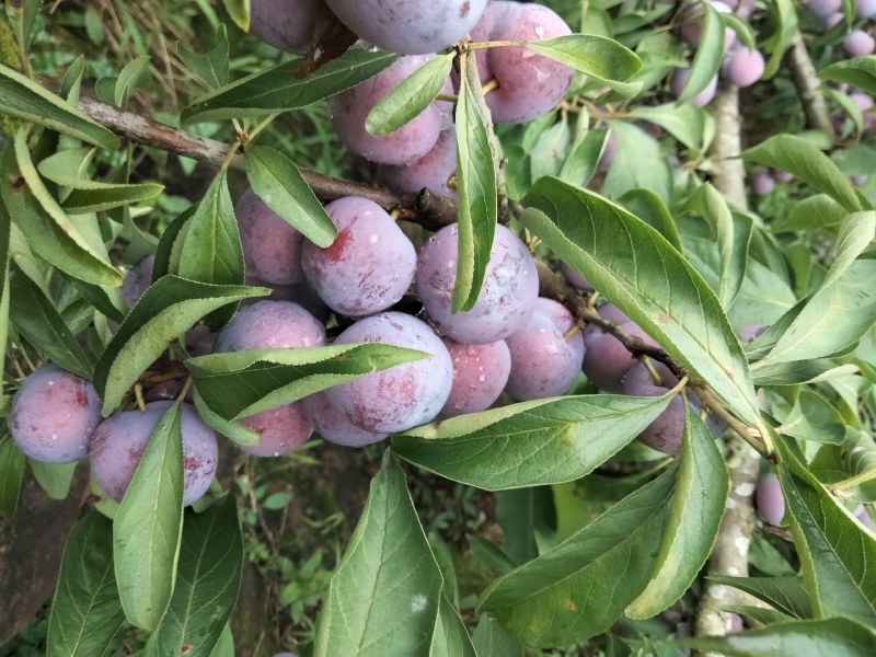 高山脆红李子大量上市，口感脆甜，上千亩基地支持全国发货