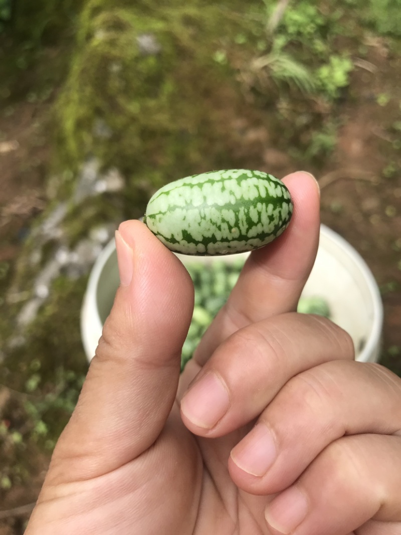 拇指西瓜迷你小西瓜绿瓤西瓜产地大量供货