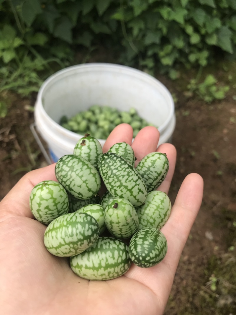 拇指西瓜迷你小西瓜绿瓤西瓜产地大量供货