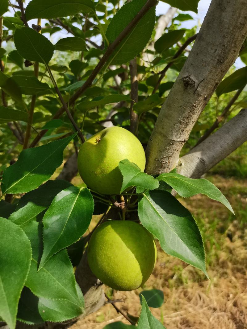 上海崇明岛上海蜜梨，甜度高，口感好！