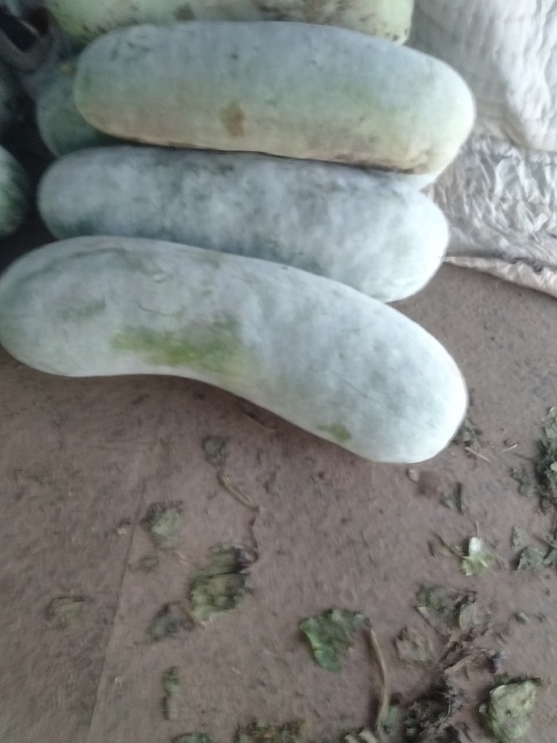慈溪大量供应优质精品大白冬瓜