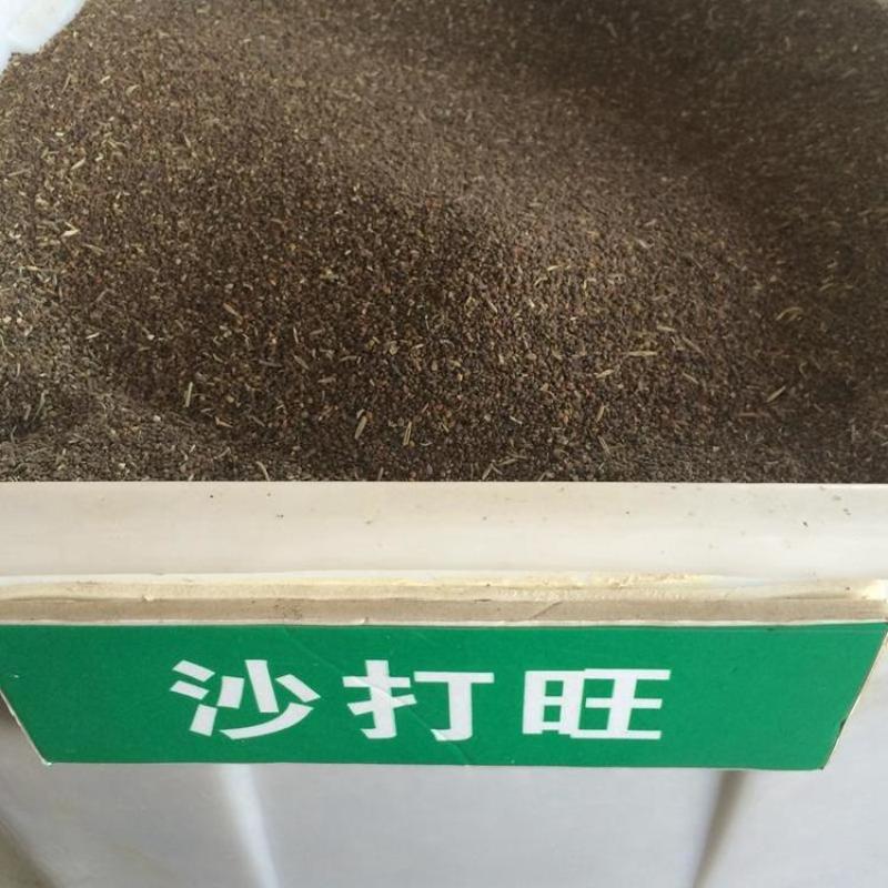 沙打旺种子，养殖，绿化，绿肥均可，生命力顽强