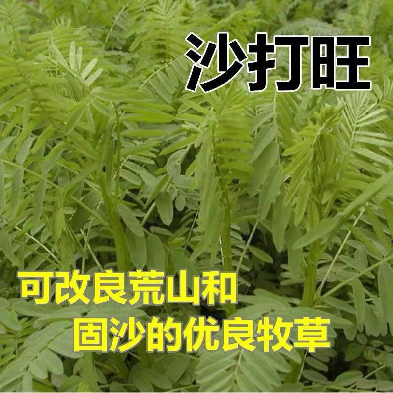 沙打旺种子，养殖，绿化，绿肥均可，生命力顽强