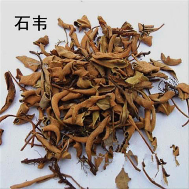 石韦精选中药材石韦石皮石苇金星草石兰石剑石背柳包