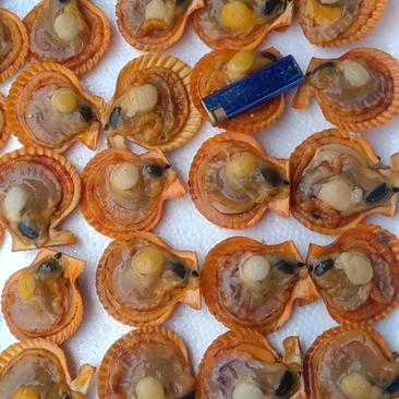扇贝黄金扇贝海鲜贝类自家养殖场，欢迎大家来电订购