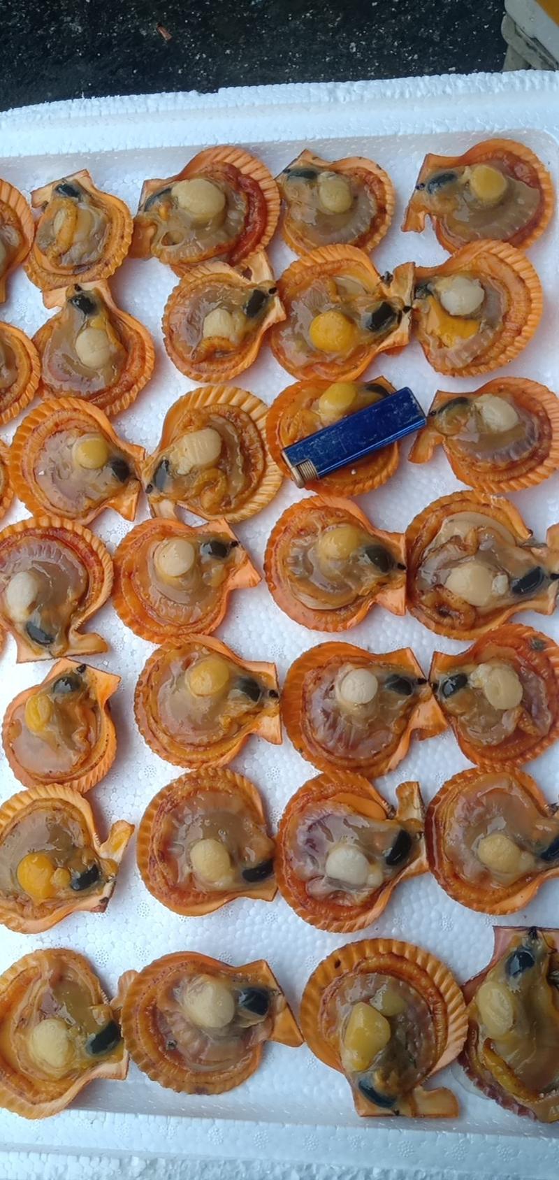 扇贝黄金扇贝海鲜贝类自家养殖场，欢迎大家来电订购