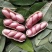 四粒红鲜花生春花生精选果