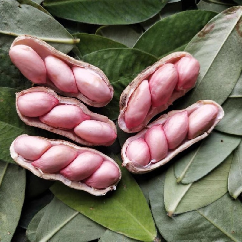 四粒红鲜花生春花生精选果