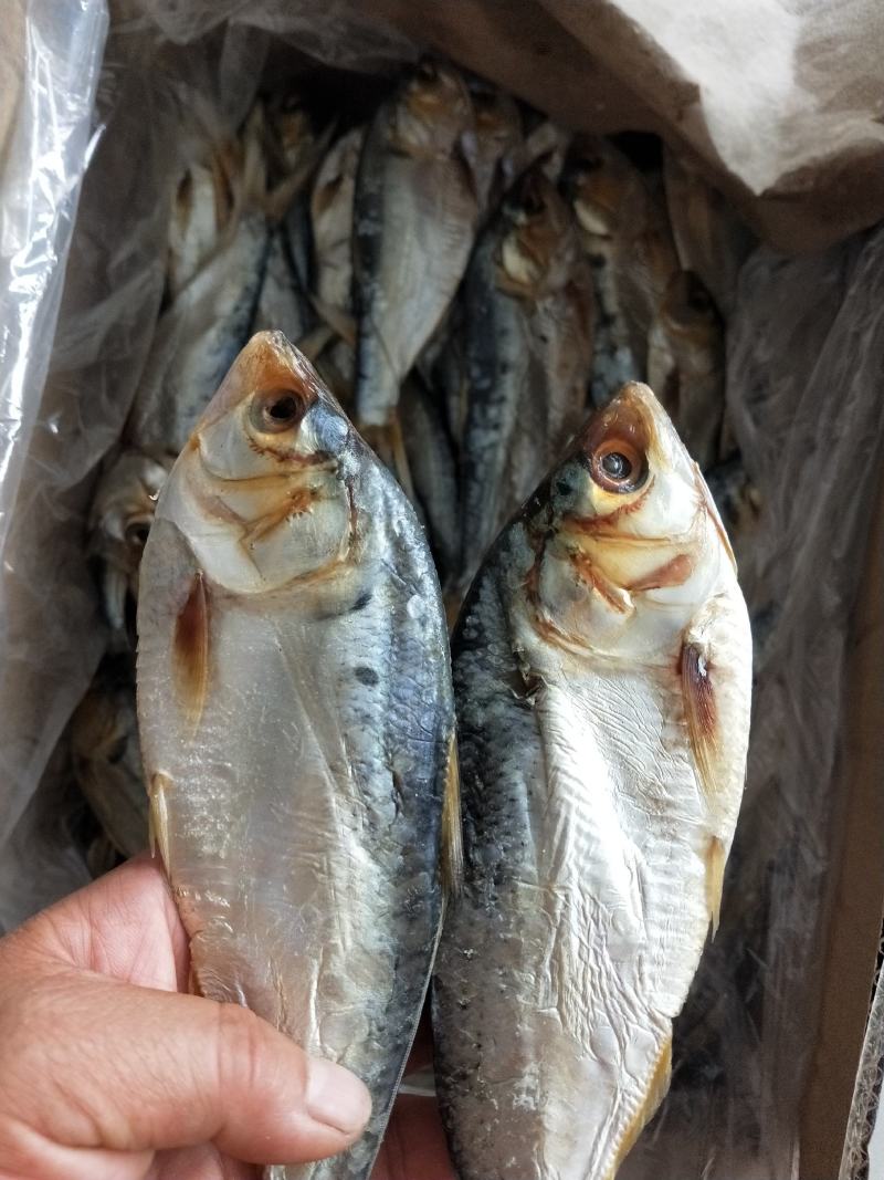 海鲫鱼齐鱼咸鱼干7.8成干度支持一件代发一手货源不包邮