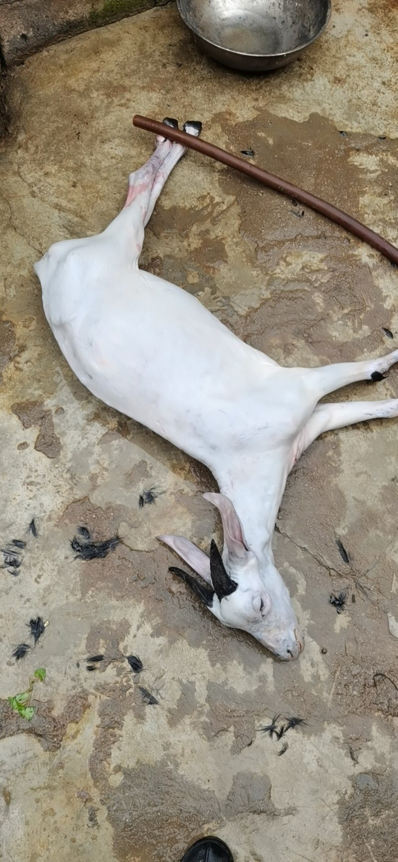 羊肉
