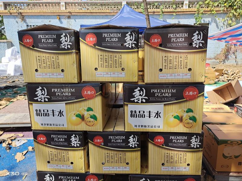 晚秋梨