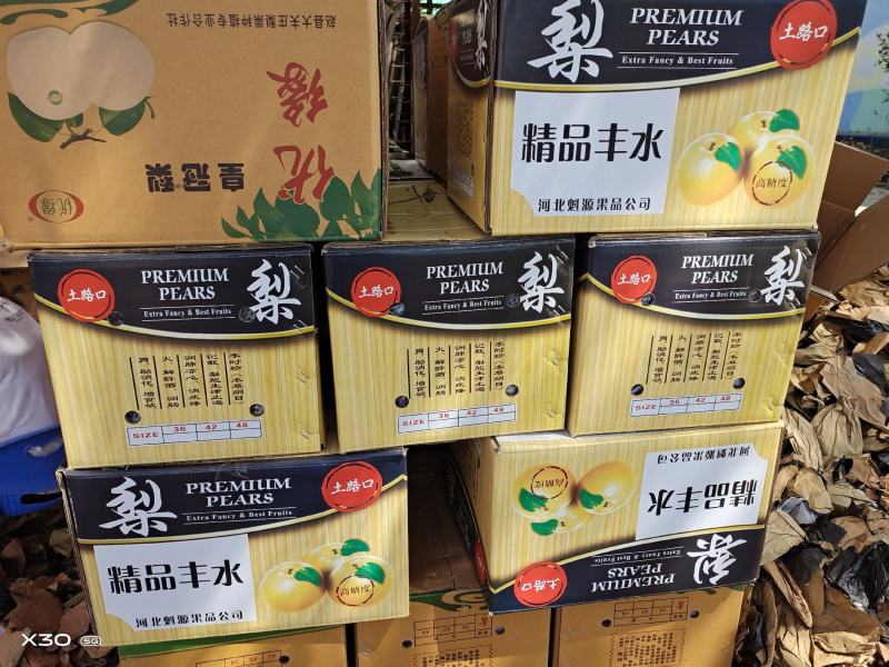 晚秋梨