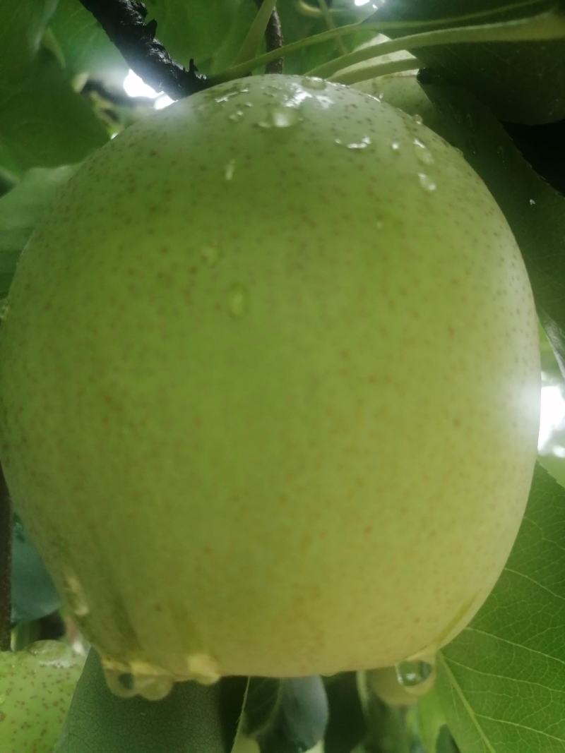 汉源**水果金花梨大量上市，欢迎各位老板来电咨询合作！