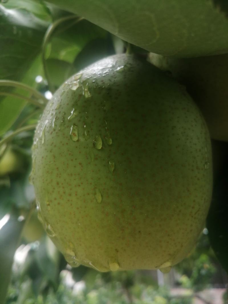 汉源**水果金花梨大量上市，欢迎各位老板来电咨询合作！