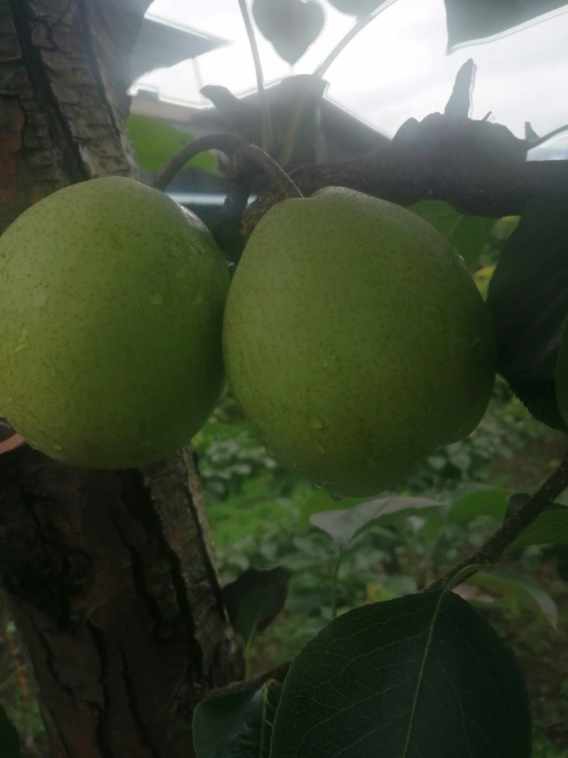 汉源**水果金花梨大量上市，欢迎各位老板来电咨询合作！