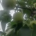汉源**水果金花梨大量上市，欢迎各位老板来电咨询合作！