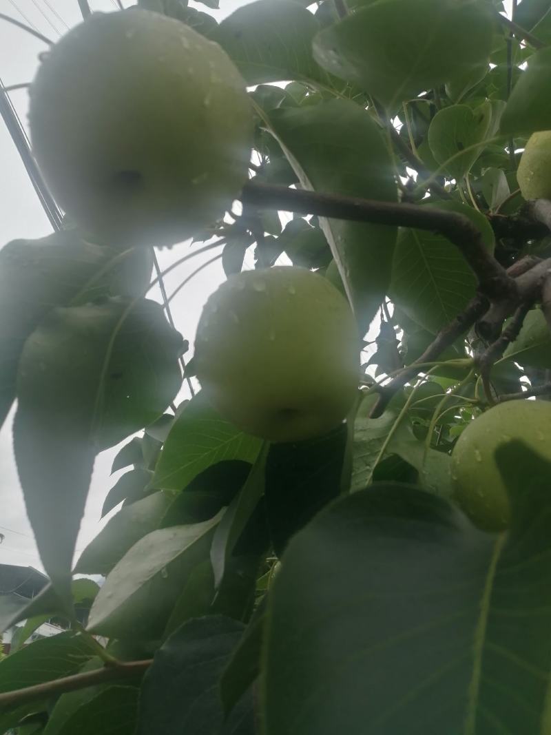 汉源**水果金花梨大量上市，欢迎各位老板来电咨询合作！