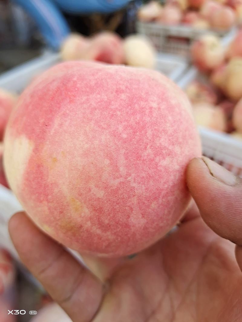 永莲蜜桃