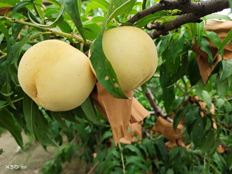 永莲蜜桃