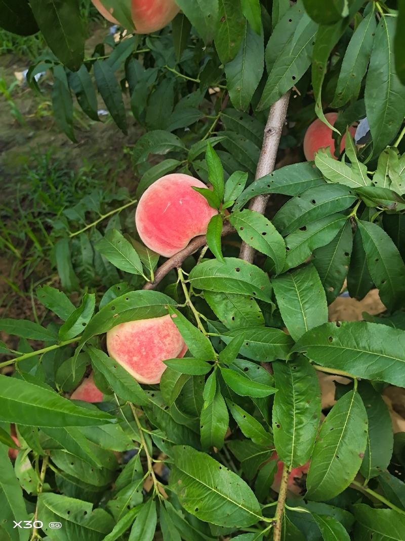 永莲蜜桃