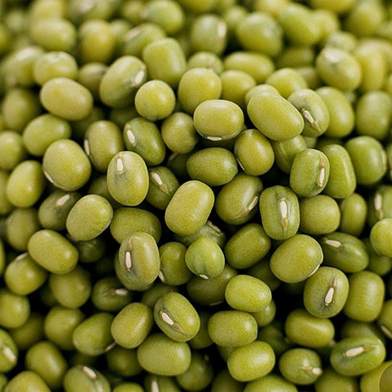 绿珍珠绿豆种子，籽粒绿色,光泽较强,圆柱形,商品性优良。
