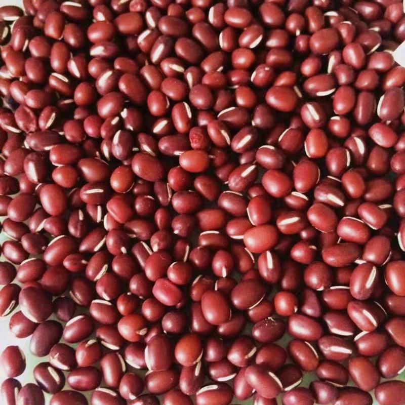 绿领红珍珠红小豆种子红豆种子