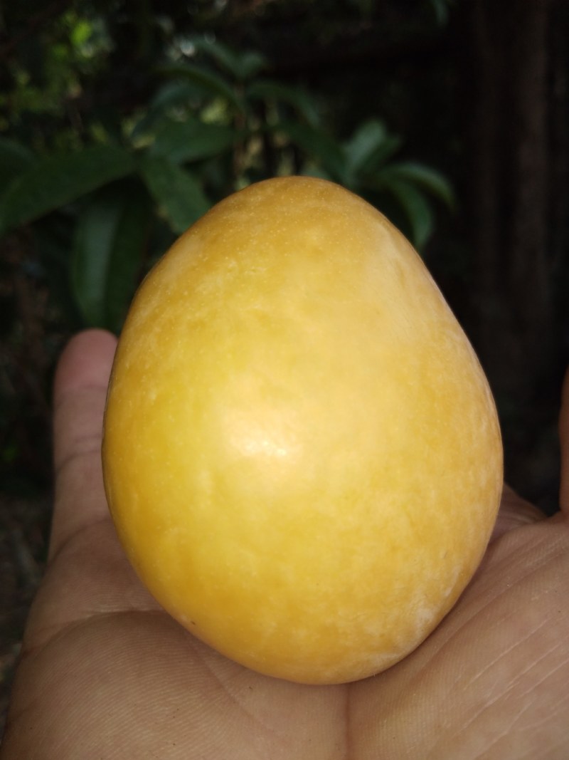 九峰黄金奈李脆甜多汁有蜜味