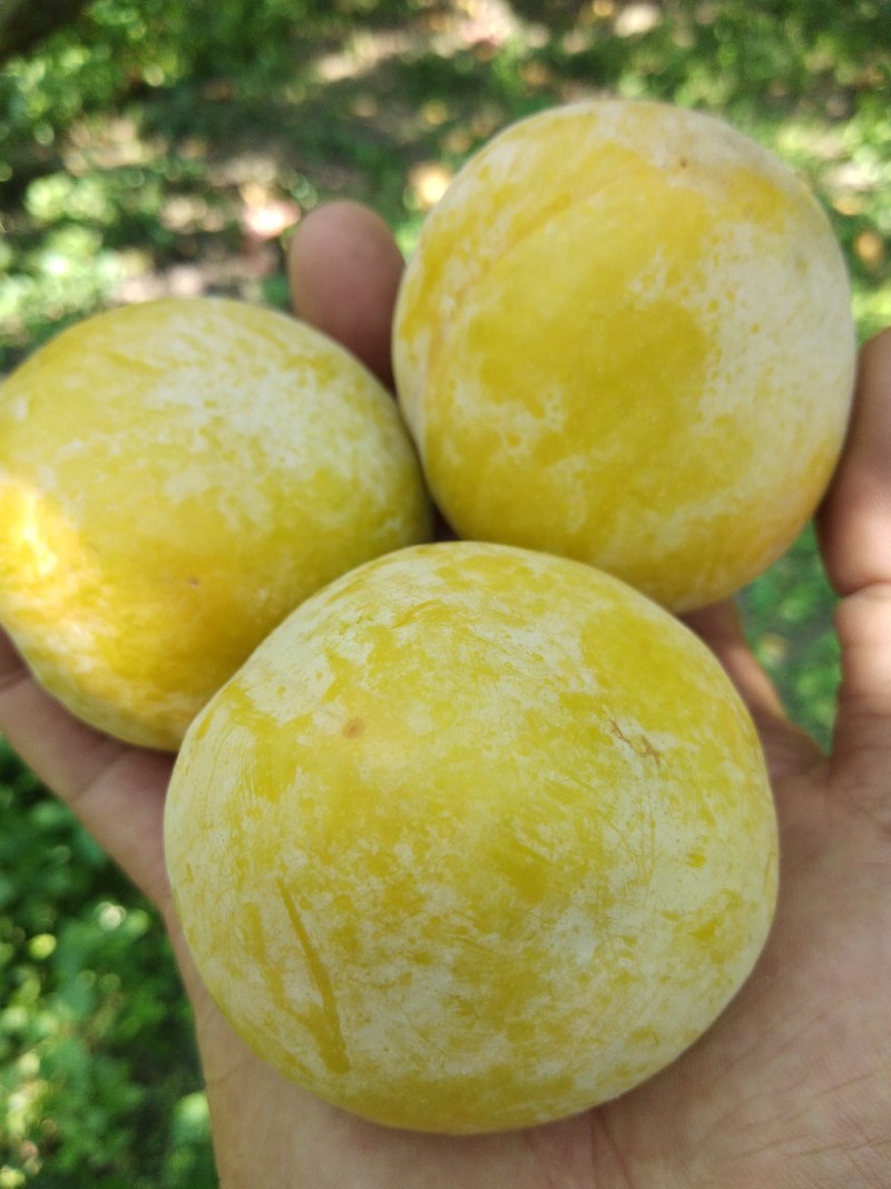 九峰黄金奈李脆甜多汁有蜜味