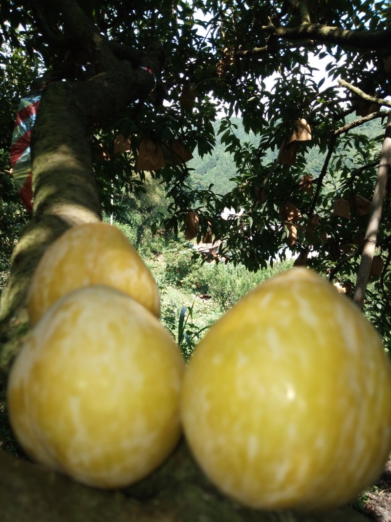 九峰黄金奈李脆甜多汁有蜜味