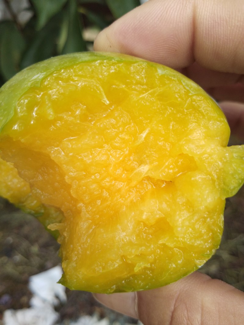 九峰黄金奈李脆甜多汁有蜜味