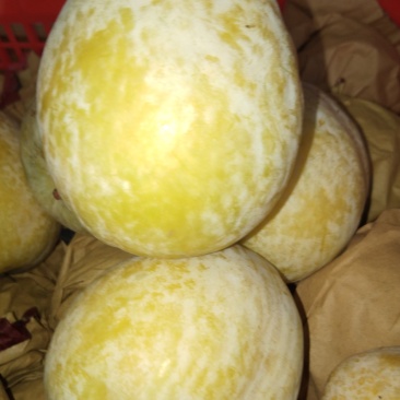 九峰黄金奈李脆甜多汁有蜜味