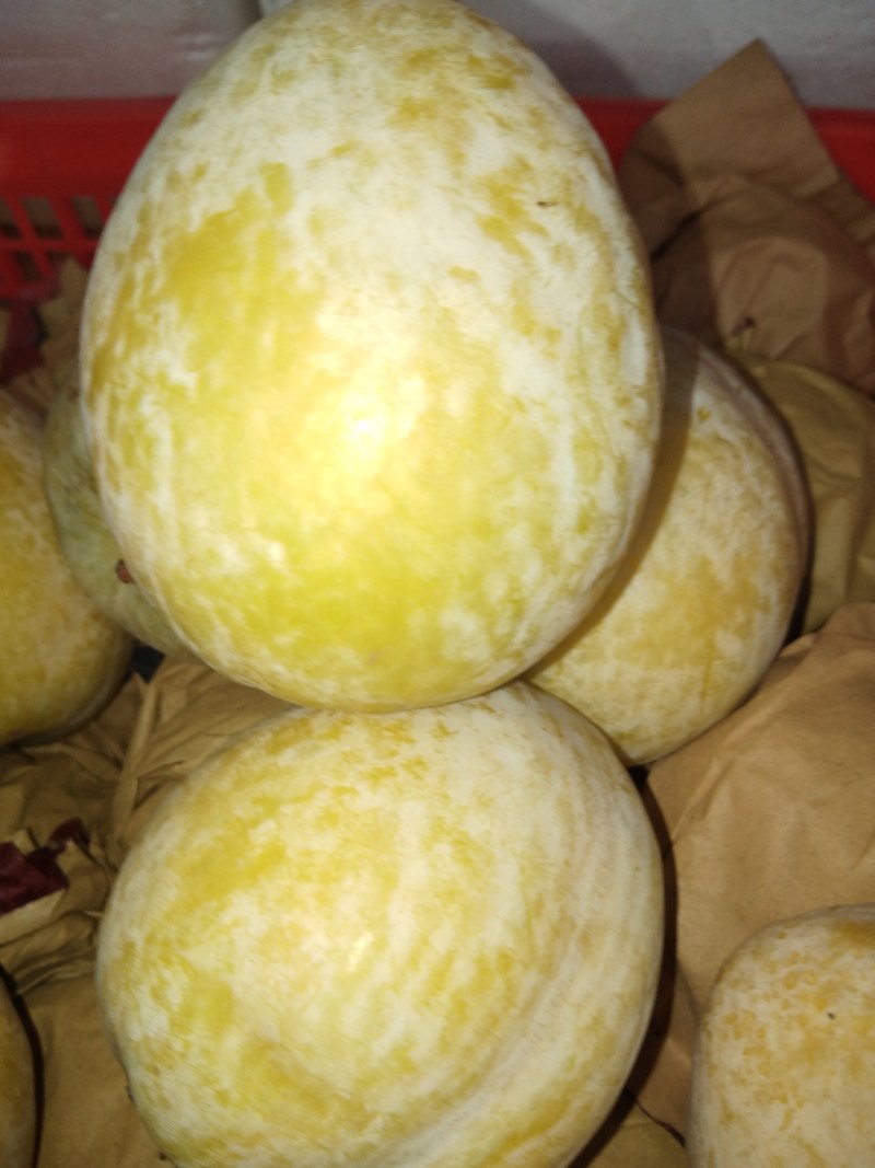 九峰黄金奈李脆甜多汁有蜜味