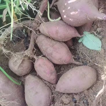 湛江紫薯小花叶电商货大量供应