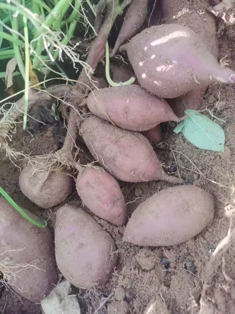 湛江紫薯小花叶电商货大量供应