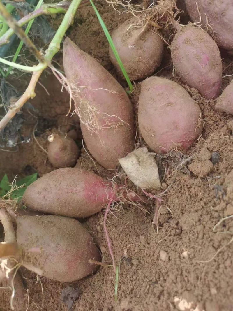 湛江紫薯小花叶电商货大量供应